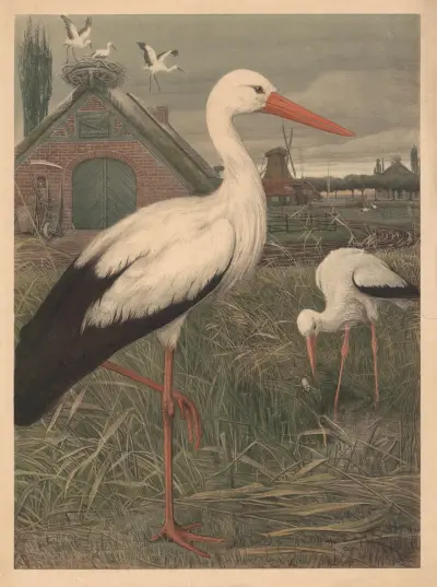 Stork av Emil Schmidt