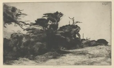Cypress Study No. 2 av Ernest Haskell