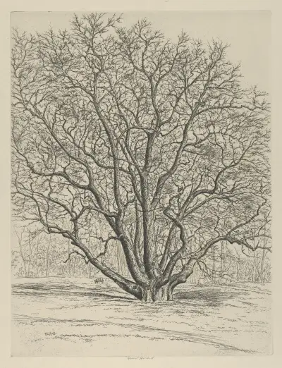 Giant Sycamore av Ernest Haskell