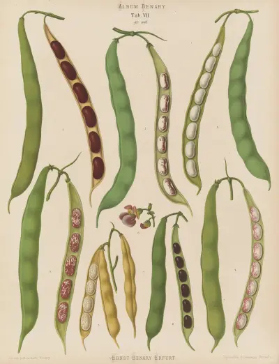 Beans – Dwarf French, Kidney, or Snap, Ernst Benary