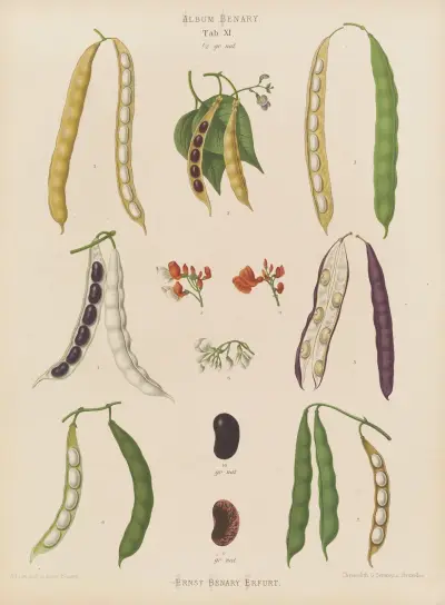 Beans – Runner, Tall Kidney, or Pole, Ernst Benary