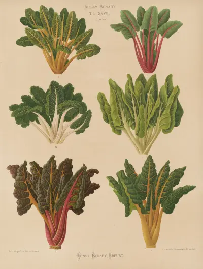 Beet or Swiss Chard, Ernst Benary
