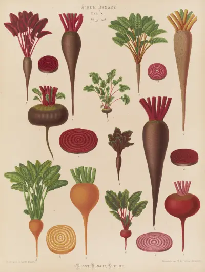 Beets, Ernst Benary