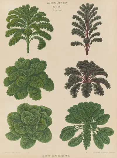Borecoles or Kales. Brussel Sprouts, Ernst Benary