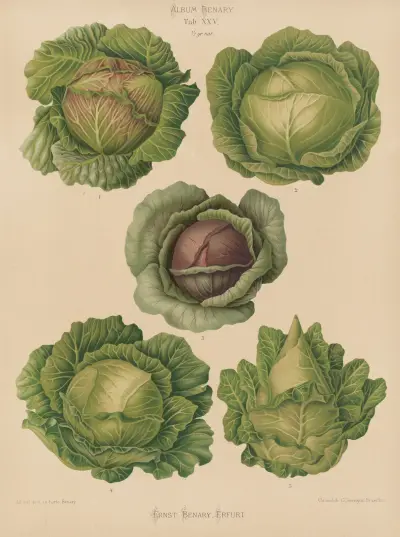 Cabbages, 1876 – Nr. 2, Ernst Benary