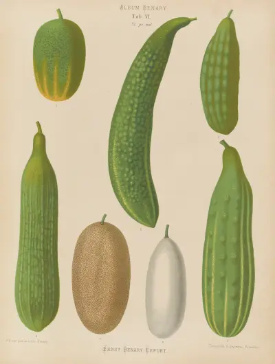 Cucumbers, Ernst Benary