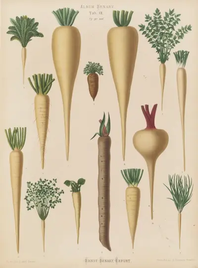 Culinary Roots, Ernst Benary