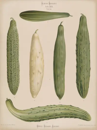 Frame Cucumbers, Ernst Benary