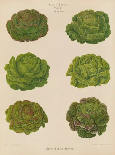 Lettuces – Cabbage Varieties, 1876 – Nr. 2, Ernst Benary