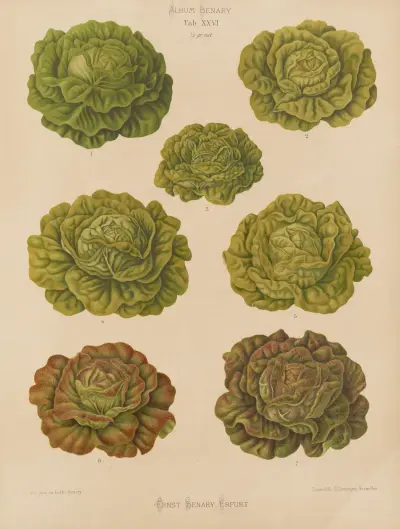 Lettuces – Cabbage Varieties, 1876 – Nr. 3, Ernst Benary