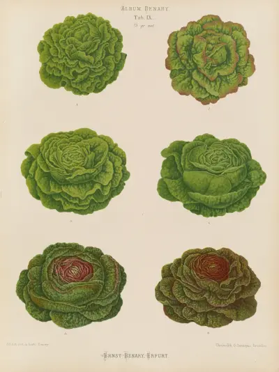 Lettuces – Cabbage Varieties, 1876 – Nr. 1, Ernst Benary