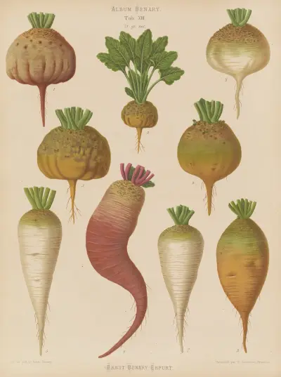 Mangel Wurzels. Sugar Beets, Ernst Benary