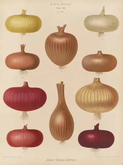Onion, Ernst Benary