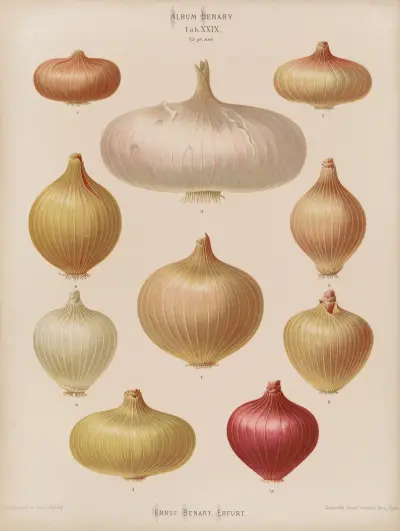 Onions, 1876 – Nr. 2, Ernst Benary