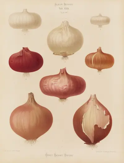 Onions, 1876 – Nr. 1, Ernst Benary