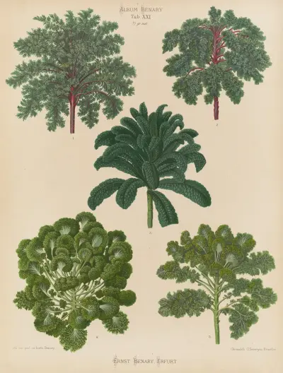 Ornamental Borecoles, or Kales, Ernst Benary