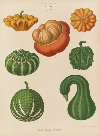 Ornamental Gourds, Ernst Benary