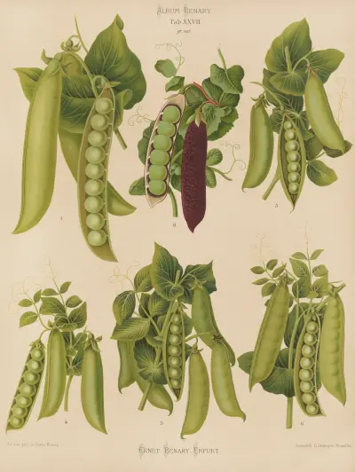 Peas, Ernst Benary