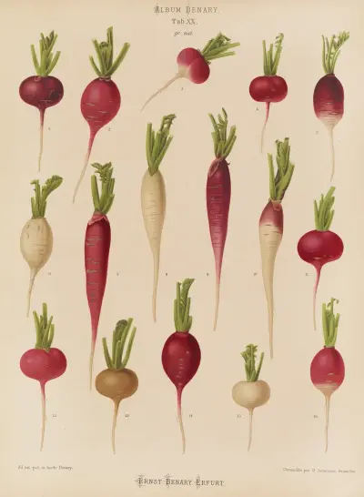 Radishes, 1876 – Nr. 2, Ernst Benary