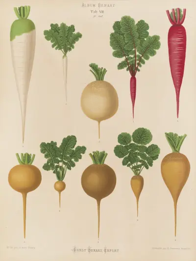 Radishes, 1876 – Nr. 1, Ernst Benary