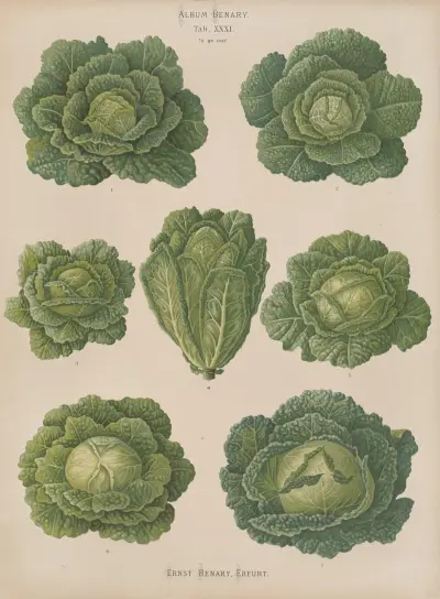 Savoy Cabbages, 1876 – Nr. 2, Ernst Benary