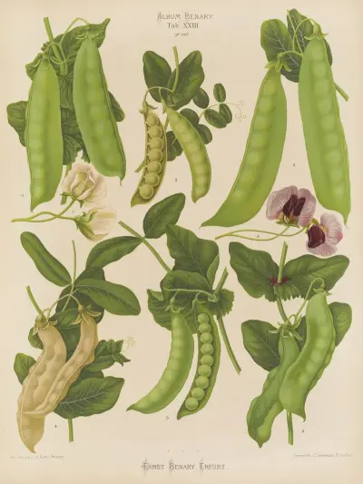 Sugar, or Edible-podded Peas, Ernst Benary