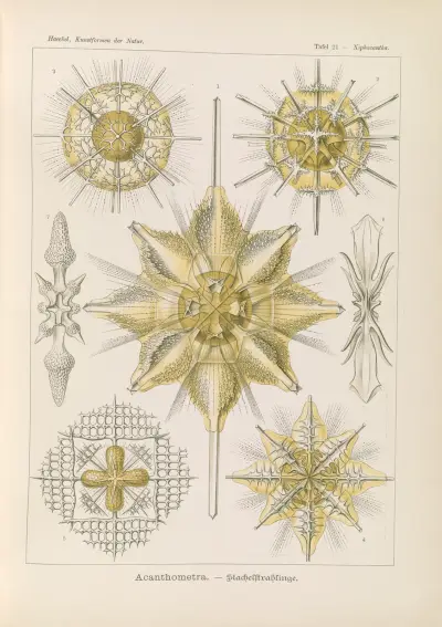 Acanthometra. – Stachelstrahlinge av Ernst Haeckel