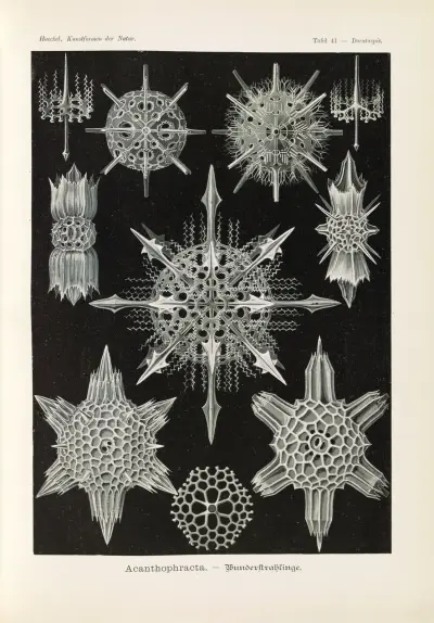 Acanthophracta – podivuhodní paprskovci, Ernst Haeckel