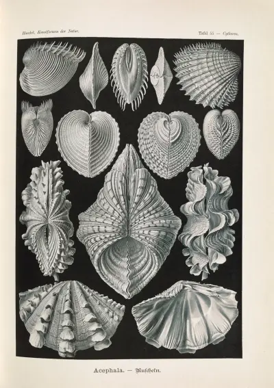 Acephala – Małże, Ernst Haeckel
