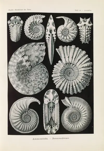 Amoniti, Ernst Haeckel