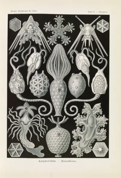 Amphoridea – urnstjärnorna, Ernst Haeckel