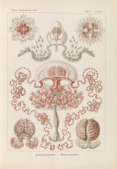 Anthomedusae – Meduzy kwiatowe, Ernst Haeckel