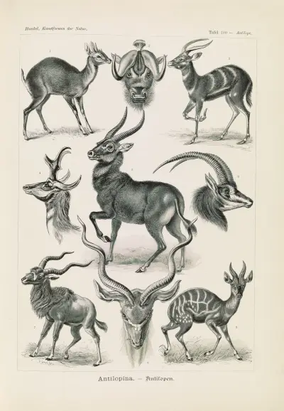 Antilopina. – Antilopy, Ernst Haeckel