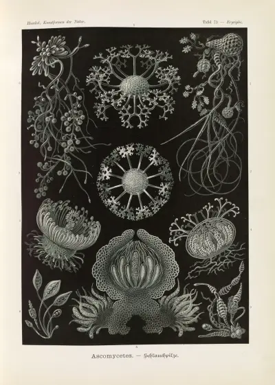 Ascomycetes – sporsäckssvampar, Ernst Haeckel