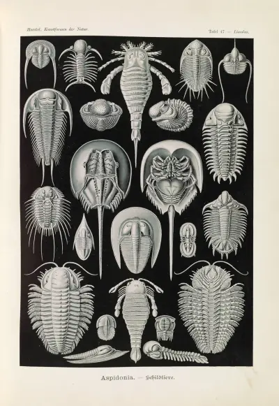 Aspidonia – Štítovci, Ernst Haeckel