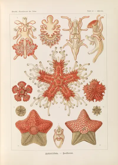 Asteridea. – Seesterne, Ernst Haeckel