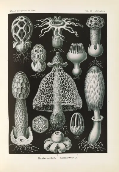 Basimycetes – houby, Ernst Haeckel