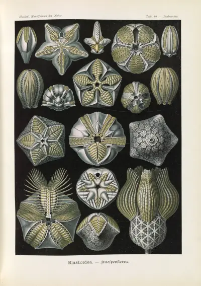 Blastoidea – Poupatky, Ernst Haeckel