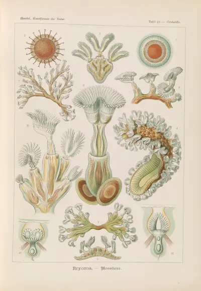 Bryozoa. – Moostiere, Ernst Haeckel