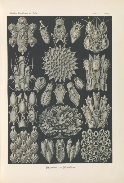 Mszywioły. – Woostiere, Ernst Haeckel