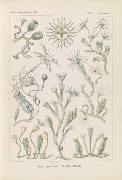 Campanariae – klockovka, Ernst Haeckel