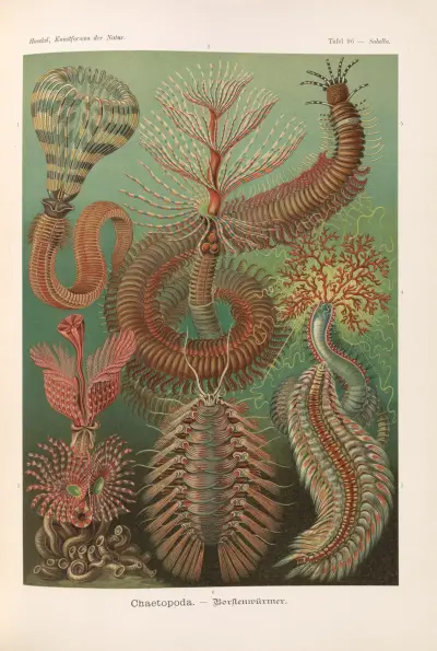 Chaetopoda. – Štětinatci, Ernst Haeckel