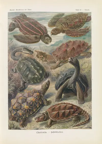 Chelonia. – Schildkröten, Ernst Haeckel
