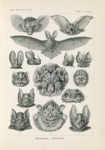Chiroptera. – Fledertiere, Ernst Haeckel