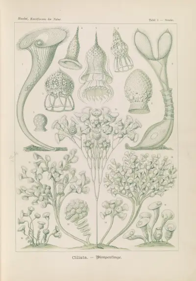 Ciliata. – Wimperlinge, Ernst Haeckel