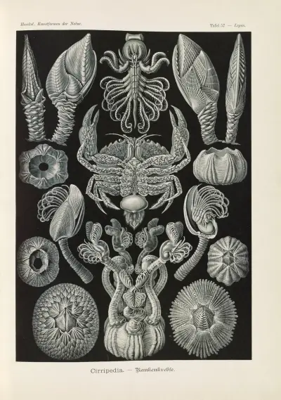 Wąsonogi, Ernst Haeckel