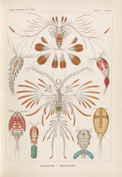 Kopepodi. – Ruderkrebse, Ernst Haeckel