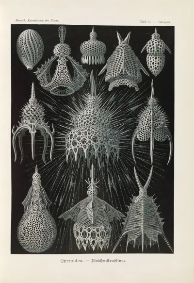Crytoidea – lahvovití paprskovci, Ernst Haeckel