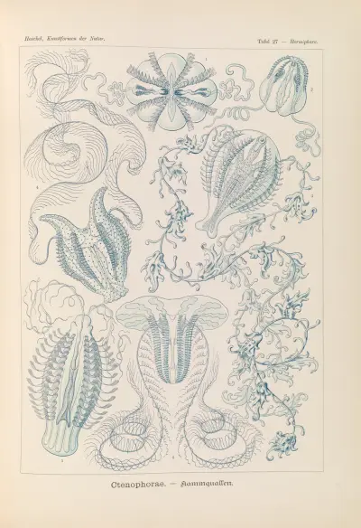 Ctenophorae. – Kammaneter, Ernst Haeckel
