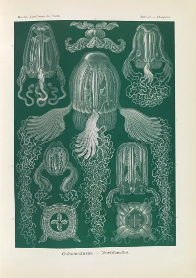 Cubomedusae. – Würfelquallen, Ernst Haeckel